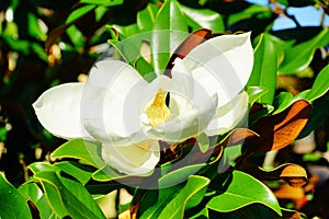 Magnolia denudata flower