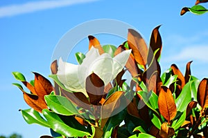 Magnolia denudata flower