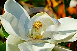 Magnolia denudata flower