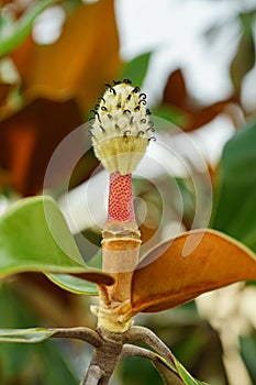 Magnolia denudata flower heart