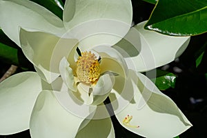 Magnolia denudata heart