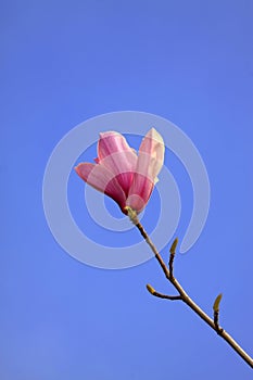 Magnolia denudata in the sky