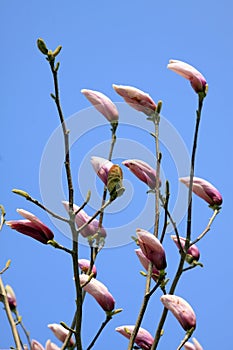 Magnolia denudata in the sky