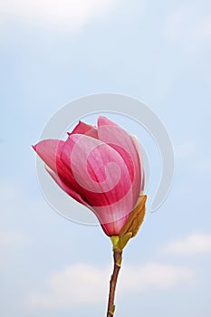 Magnolia denudata in the sky