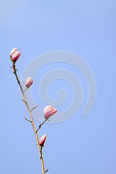 Magnolia denudata in the sky
