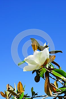 Magnolia denudata tree