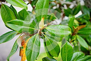 Magnolia denudata tree bud