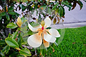 Magnolia denudata tree and flower