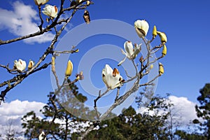 Magnolia denudateï¼Œ magnolia flowerï¼Œ in full bloom with blue sky background