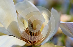 Magnolia Denuta Gere, white China magnolia
