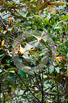Magnolia doltsopa (Michelia doltsopa, Magnolia excelsa, Michelia manipurensis). photo