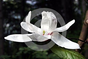 Magnolia Eskimo is a most attractive variety of magnolias photo