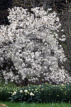 Magnolia Eskimo is a most attractive variety of magnolias photo