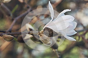 Magnolia, family Magnoliaceae.