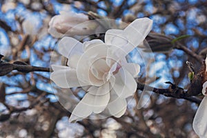 Magnolia, family Magnoliaceae. Beautiful white flower against the blue sky