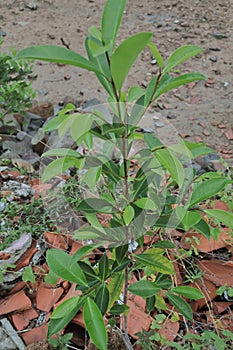 Magnolia figo or Cempaka Mulia is a perennial evergreen plant from the Magnolia genus. photo