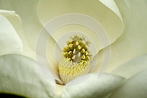 Magnolias flor 