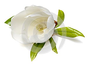 Magnolias flor 