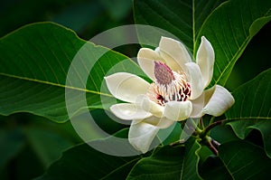 Magnolia flower