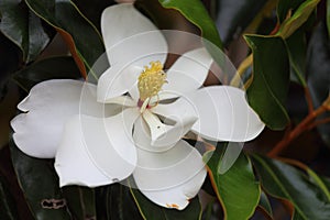 Magnolia Flower