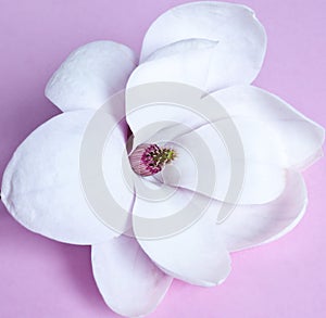 Magnolia flower