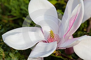 Magnolia flower