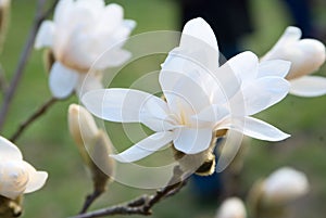 Magnolia flower