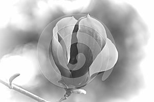 Magnolia flower in b&w