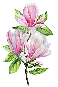 Magnolia flower, beautiful branches with spring flowers, isolated white background in watercolor. Floral design elements