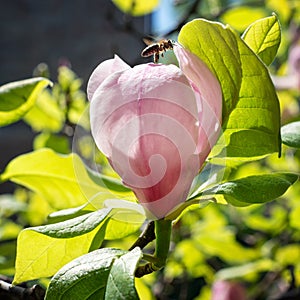 Magnolia flower and a bee gathering honey
