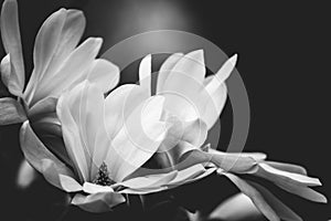 Magnolia flower on a black background