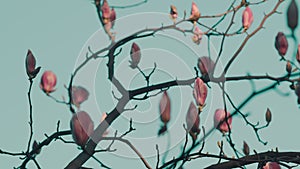 Magnolia Flower Bloom On Background. Blooming Pink Magnolia Tree In Spring.