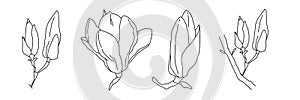 Magnolia flower blooming art. Hand drawn realistic detailed vector illustration. Black and white clipart collection.