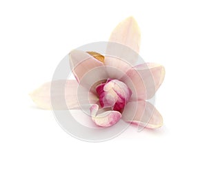 Magnolia flower blooming lay down on white background