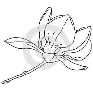 Magnolia flower blooming outline. Hand drawn realistic detailed vector illustration. Black and white clipart.