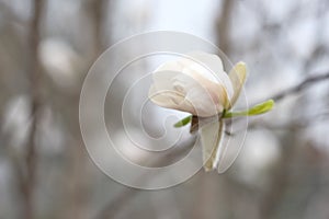 Magnolia flower blooms in the spring