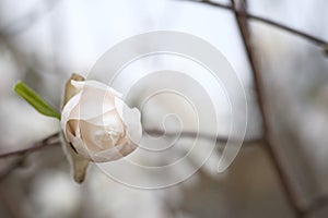 Magnolia flower blooms in the spring