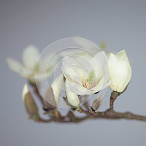 Magnolia Flower blossom