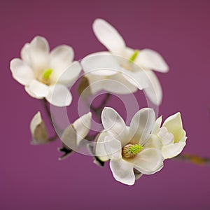 Magnolia Flower blossom