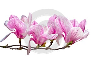 Magnolia flower blossom isolated on white background