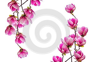 Magnolia flower blossom isolated on white background