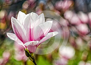 Magnolia flower blossom in springtime