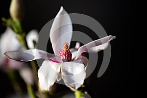 Magnolia flower, blossoming magnolia flower. Details of magnolia bloom in white and pink with seed pod and dark background
