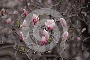 Magnolia flower blossoms in springtime.