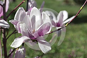 Magnolia flower on a blurry background. Spring time. Blossom magnolia close up. Copy space. wallpaper