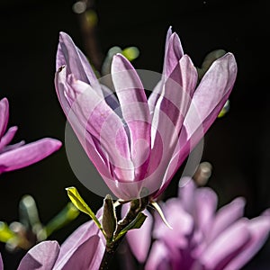 Magnolia flower in bright sunlight and a dark black background at the arboretum in Golden Gate Park San Francisco CA