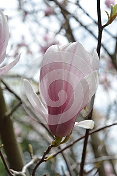 Magnolia Flower Bud