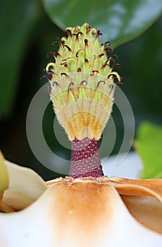 Magnolia flower bud center pistils stamen close up macro detail