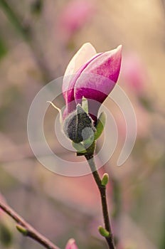 Magnolia flower bud