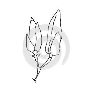 Magnolia flower bud outline. Hand drawn realistic detailed vector illustration. Black and white clipart.